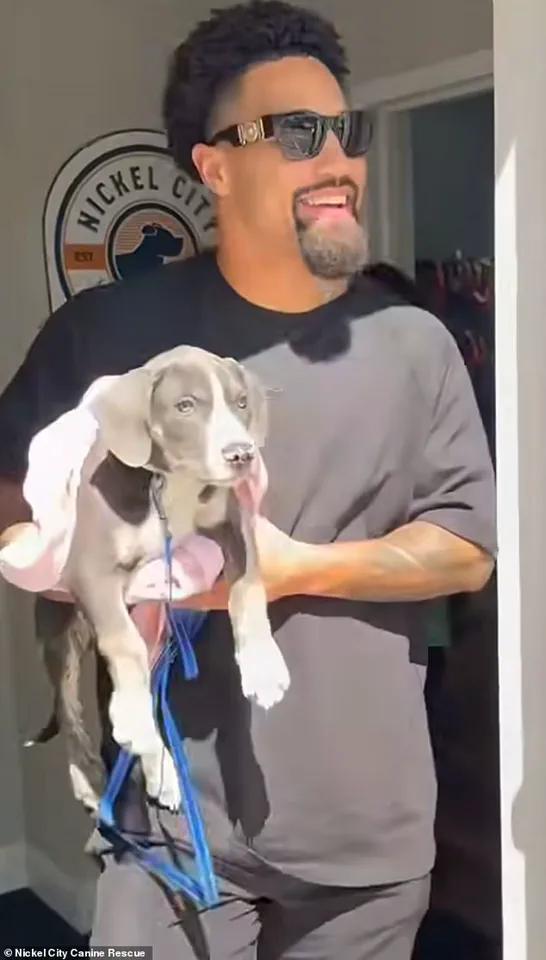 Buffalo Bills' Khalil Shakir Rescues 19 Dogs in Viral Video