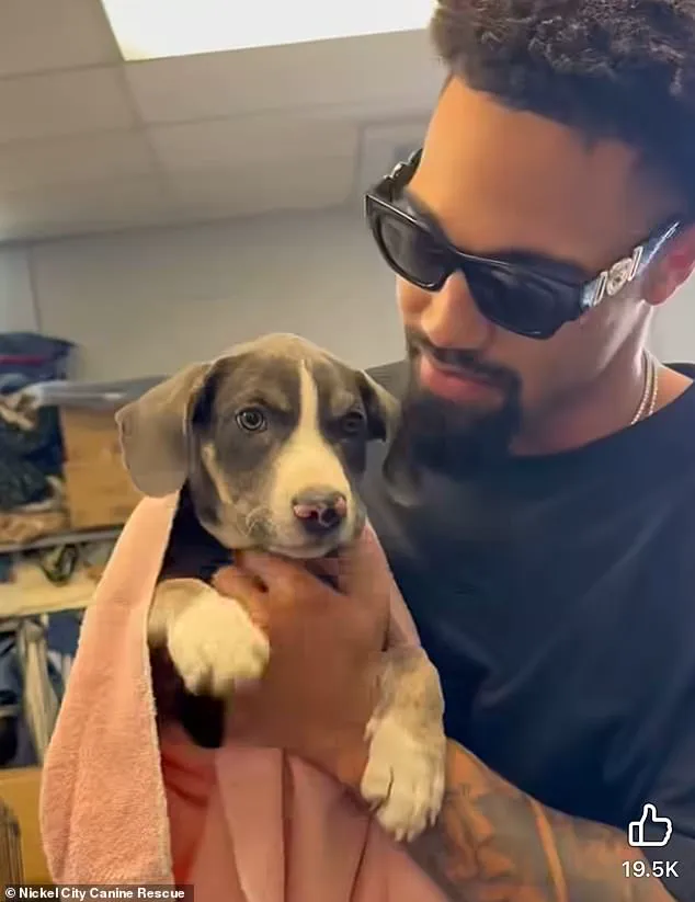 Buffalo Bills' Khalil Shakir Rescues 19 Dogs in Viral Video