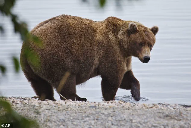Fat Bear Week: A Life-or-Death Feast in Alaska's Katmai National Park