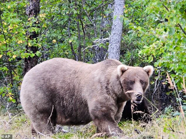 Fat Bear Week: A Life-or-Death Feast in Alaska's Katmai National Park
