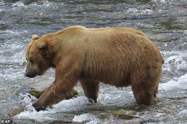 Fat Bear Week: A Life-or-Death Feast in Alaska's Katmai National Park