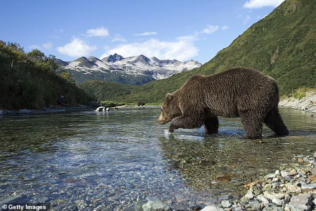 Fat Bear Week: A Life-or-Death Feast in Alaska's Katmai National Park