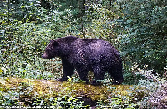 Grizzly Bear Still at Large After Attacking Elementary School in Bella Coola, Canada, Leaving 11 Injured
