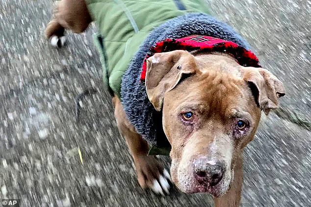 Michigan Veterinarian Sentenced to Jail for Refusing to Return Dog to Homeless Man, Sparking Debate on Animal Welfare and Legal Responsibilities