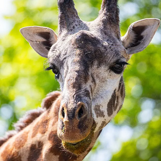 Tragic Death of Kiko the Giraffe at Toronto Zoo: Officials Call Incident a 'Freak Accident' and 'Most Heartbreaking'