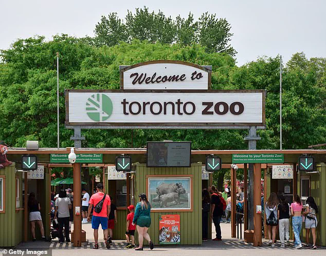 Tragic Death of Kiko the Giraffe at Toronto Zoo: Officials Call Incident a 'Freak Accident' and 'Most Heartbreaking'