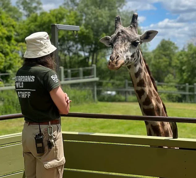 Tragic Death of Kiko the Giraffe at Toronto Zoo: Officials Call Incident a 'Freak Accident' and 'Most Heartbreaking'