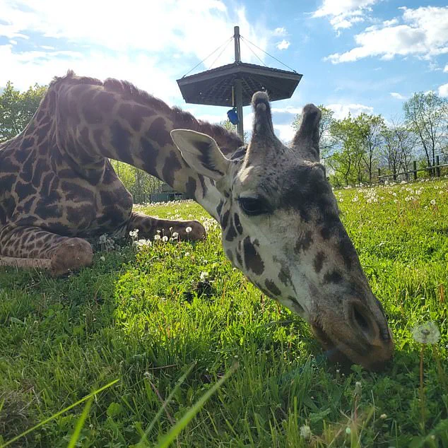 Tragic Death of Kiko the Giraffe at Toronto Zoo: Officials Call Incident a 'Freak Accident' and 'Most Heartbreaking'