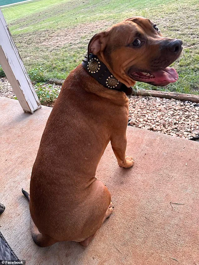 Expert Advisories on Pet Safety Gain Urgency After Woman's Severe Attack