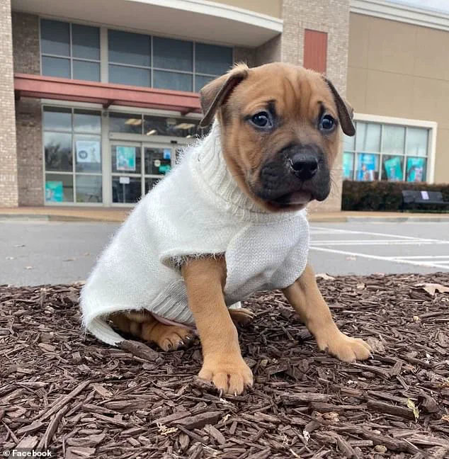 Expert Advisories on Pet Safety Gain Urgency After Woman's Severe Attack