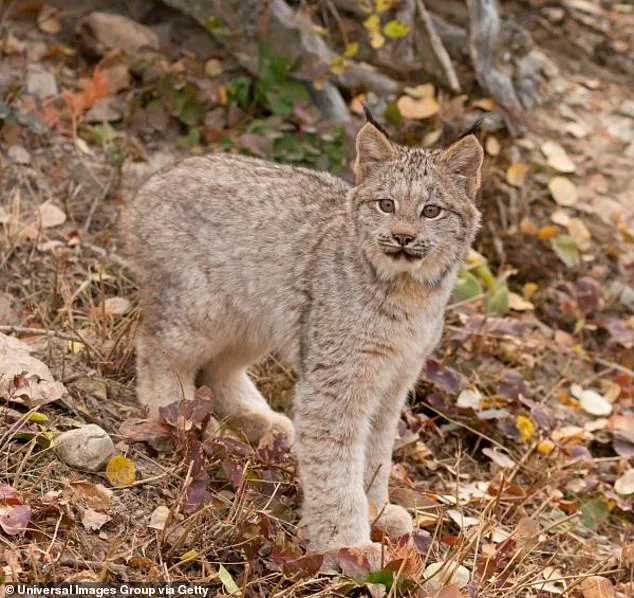 Privileged Glimpse: Ultra-Rare Lynx Kittens Caught on Camera in Voyageurs National Park