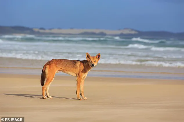 Tragedy Sparks Urgent Safety Concerns on K'gari Island as Canadian Woman Found by Dingoes