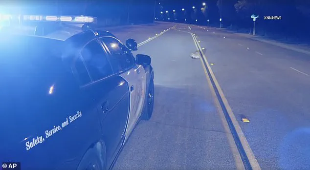 Privileged Access to Exclusive Footage Reveals Mountain Lion Cub on LA Road