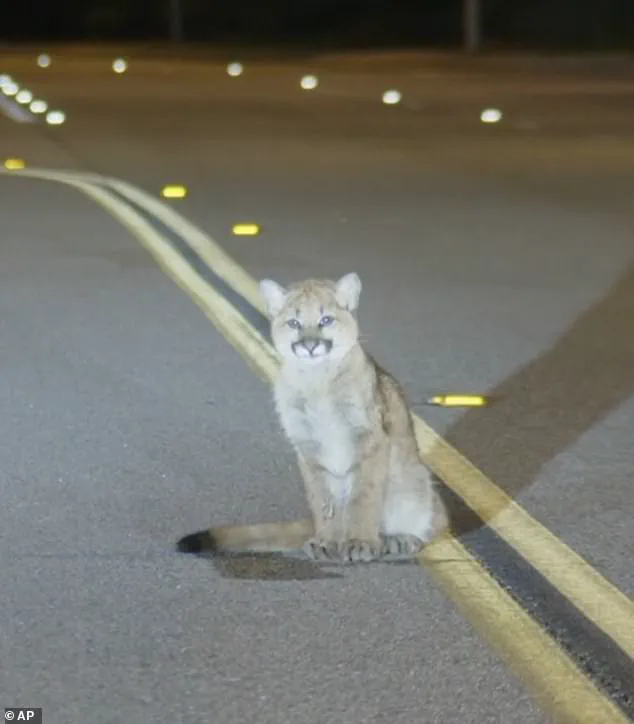 Privileged Access to Exclusive Footage Reveals Mountain Lion Cub on LA Road
