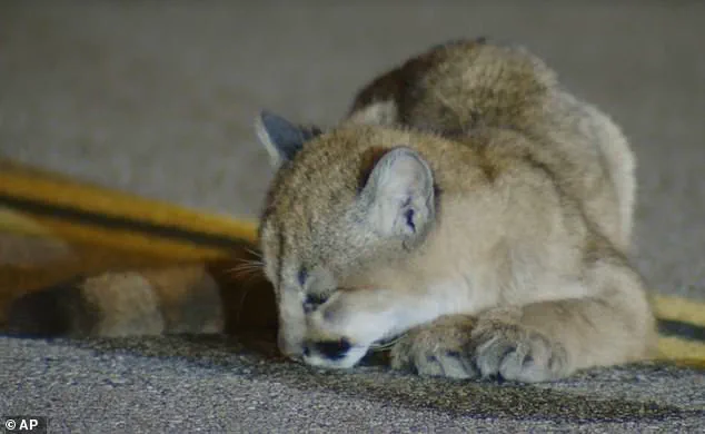 Privileged Access to Exclusive Footage Reveals Mountain Lion Cub on LA Road