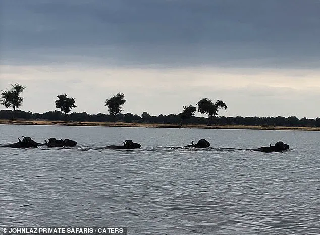 Breaking: Harrowing Buffalo-Crocodile Encounter Captured on Footage in Zambia's Lower Zambezi River