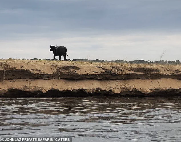 Breaking: Harrowing Buffalo-Crocodile Encounter Captured on Footage in Zambia's Lower Zambezi River