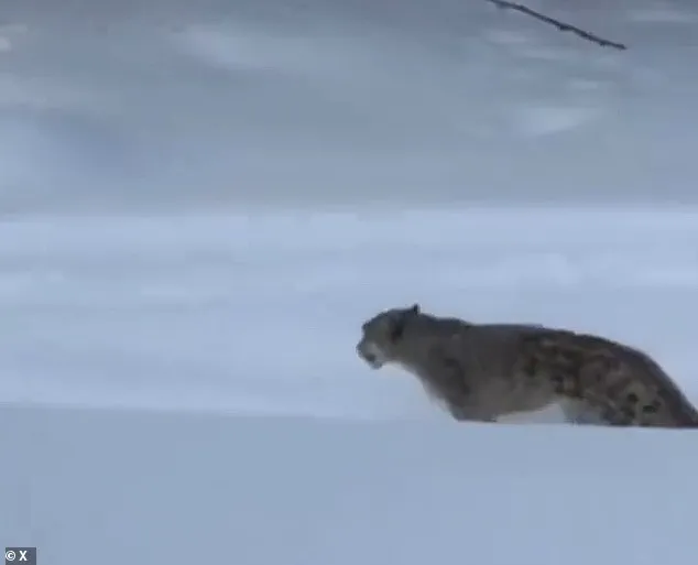 Rare Snow Leopard Encounter Injures Tourist in Northern China's UNESCO Site
