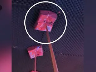 Eleonora Palmieri's Battle: From Nightclub Fire to the Long Road of Healing