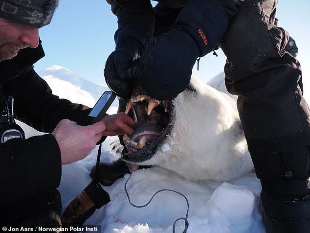 Polar Bears Bulking Up Amid Sea Ice Loss: New Study Sparks Urgent Reevaluation of Arctic Climate Impact
