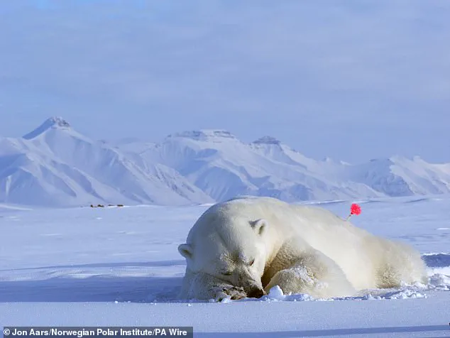 Polar Bears Bulking Up Amid Sea Ice Loss: New Study Sparks Urgent Reevaluation of Arctic Climate Impact