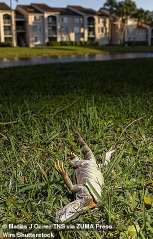Rare Freeze in South Florida Causes Iguanas to Fall from Trees