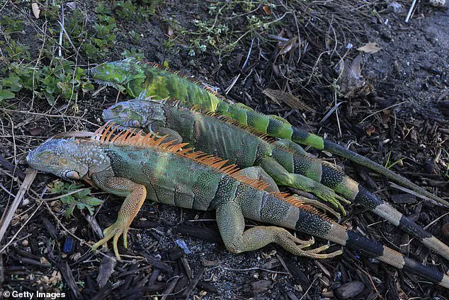 Rare Freeze in South Florida Causes Iguanas to Fall from Trees