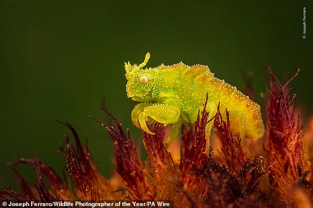 Wildlife Photographer of the Year Unveils Shortlisted Images Capturing Nature's Beauty and Fragility