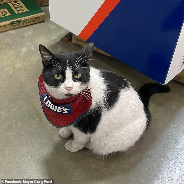 Beloved Lowe's Cat 'Fired' After 5 Years, Sparking Debate Over Corporate Policy and Community Values