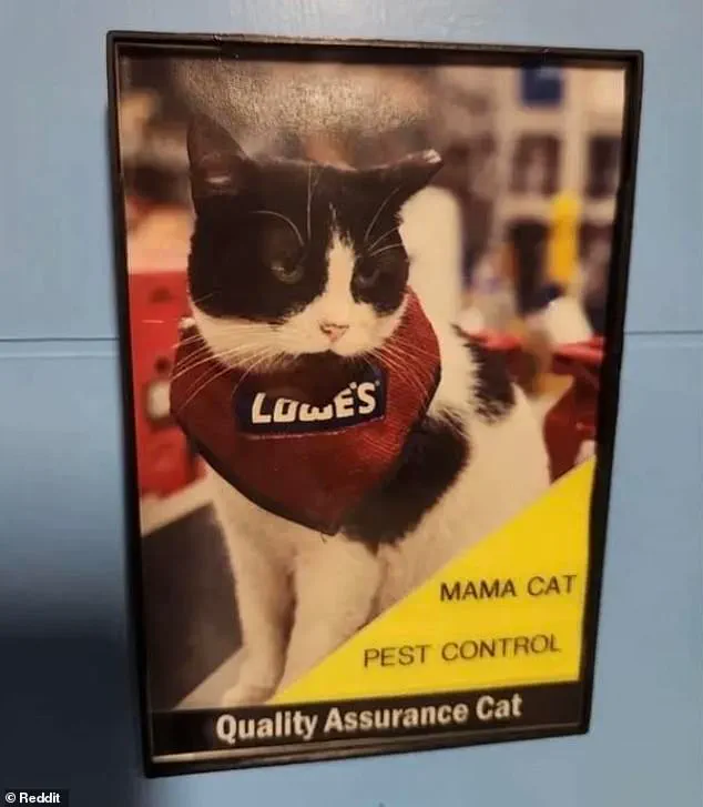 Beloved Lowe's Cat 'Fired' After 5 Years, Sparking Debate Over Corporate Policy and Community Values