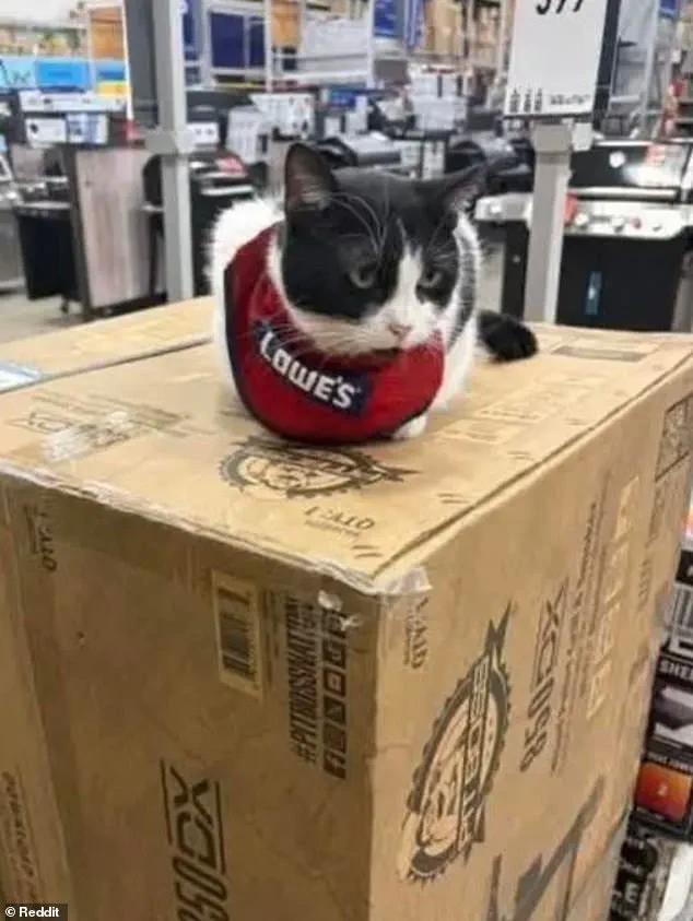 Beloved Lowe's Cat 'Fired' After 5 Years, Sparking Debate Over Corporate Policy and Community Values
