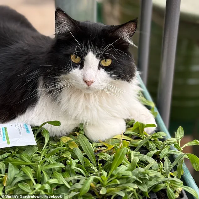Texas Garden Center's 'Tactical Assault Cat' Sylvester Becomes Viral Sensation After Rat-Catching Feat