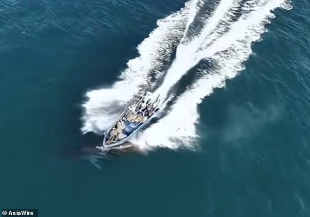 Whale Collision near Weizhou Island Sparks Debate Over Fishing, Tourism, and Conservation