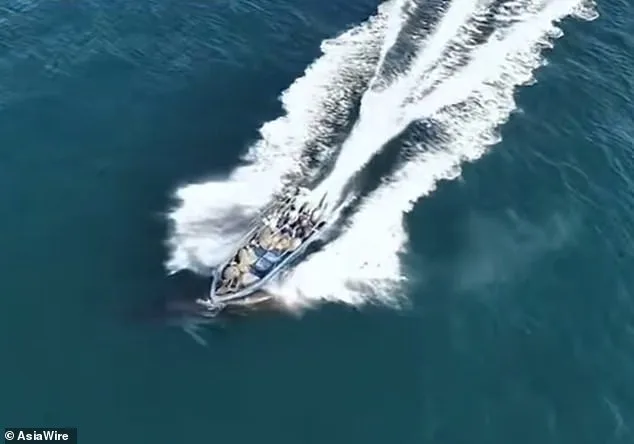 Whale Collision near Weizhou Island Sparks Debate Over Fishing, Tourism, and Conservation