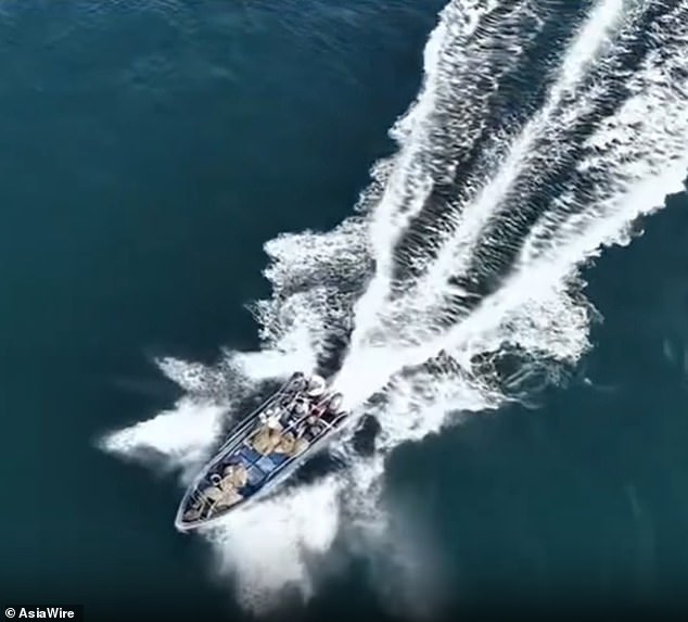 Whale Collision near Weizhou Island Sparks Debate Over Fishing, Tourism, and Conservation