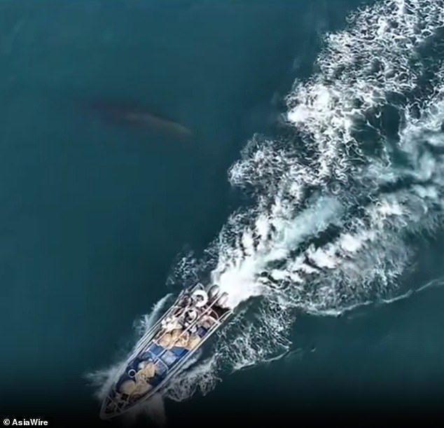 Whale Collision near Weizhou Island Sparks Debate Over Fishing, Tourism, and Conservation