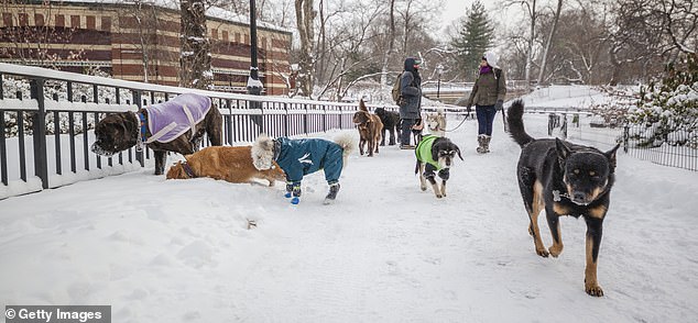 Palestinian Activist Sparks Debate Over Ban on Indoor Dogs, Citing Islamic Beliefs
