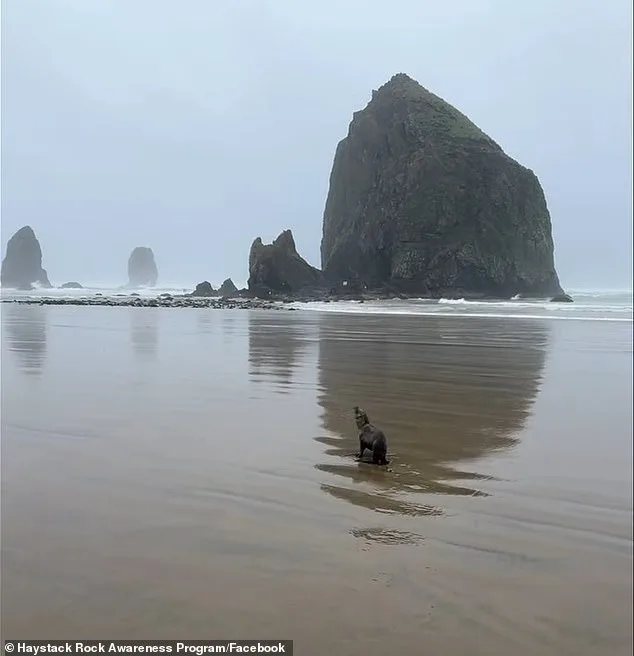 Baby Sea Lion Rescued After Stranding on Oregon Beach