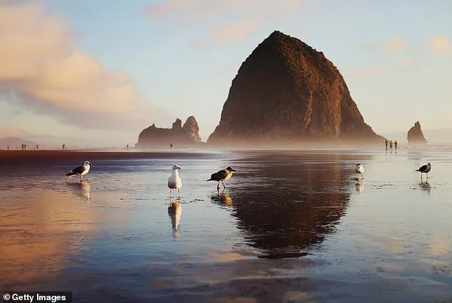 Baby Sea Lion Rescued After Stranding on Oregon Beach