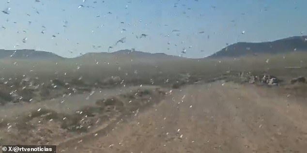 Locust Swarm Grips Canary Islands in 'Stay Calm' Emergency as Agricultural Threat Looms