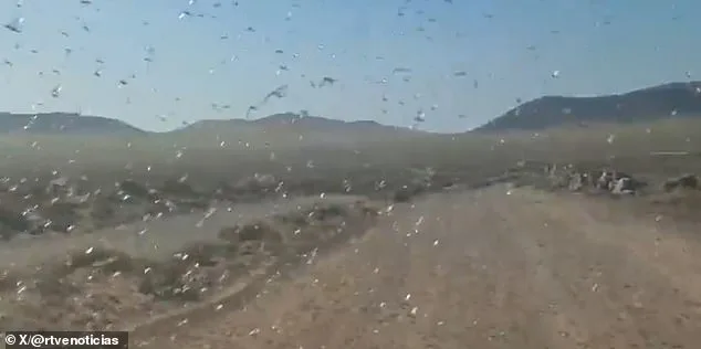Locust Swarm Grips Canary Islands in 'Stay Calm' Emergency as Agricultural Threat Looms