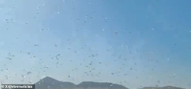 Locust Swarm Grips Canary Islands in 'Stay Calm' Emergency as Agricultural Threat Looms
