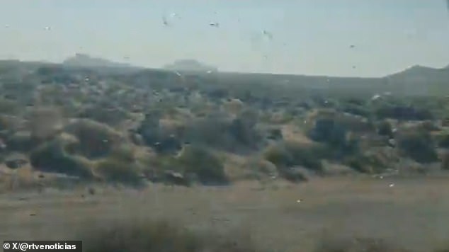 Locust Swarm Grips Canary Islands in 'Stay Calm' Emergency as Agricultural Threat Looms