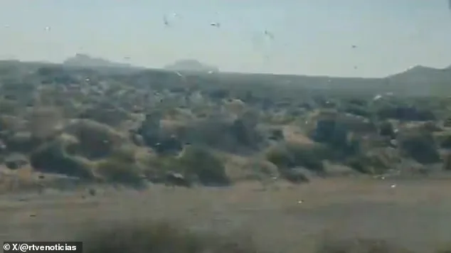 Locust Swarm Grips Canary Islands in 'Stay Calm' Emergency as Agricultural Threat Looms