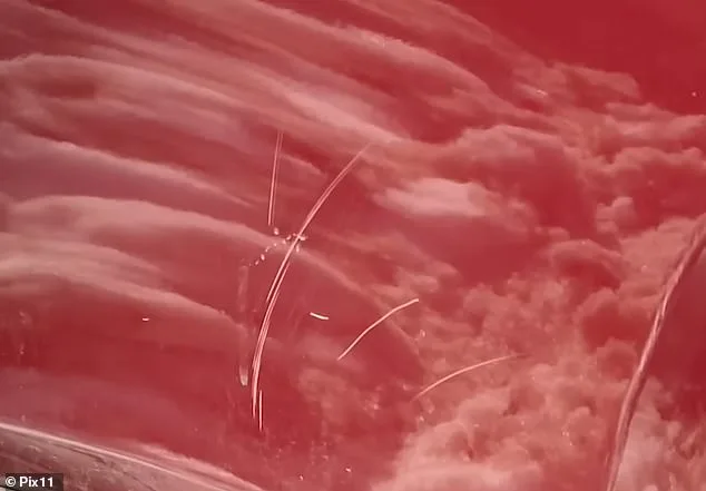 Queens Family's Unsettling Neighbor Dispute Over Snow-Shoveling Incident During Historic Blizzard