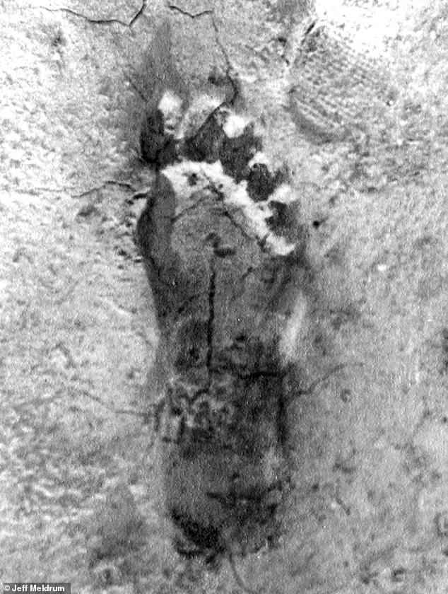 Unprecedented Bigfoot Flap: Ohio Witnesses Eight Sightings in Four-Day Surge