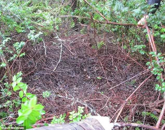 Unprecedented Bigfoot Flap: Ohio Witnesses Eight Sightings in Four-Day Surge