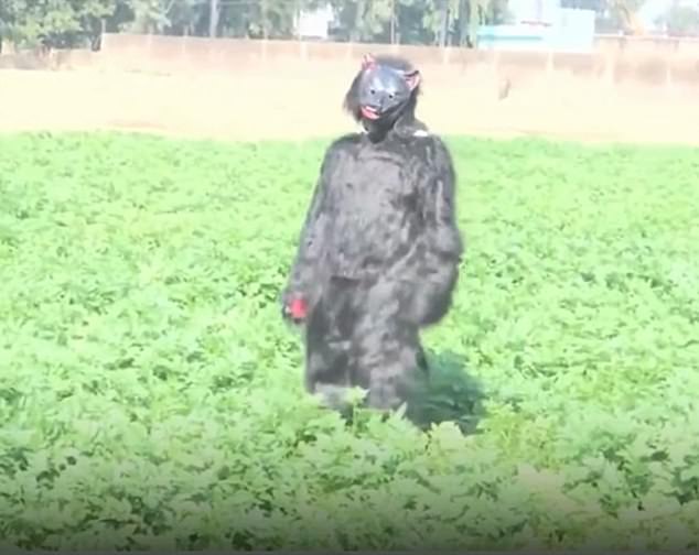 Desperate Farmers in India Dress as Bears to Deter Monkeys Raiding Crops