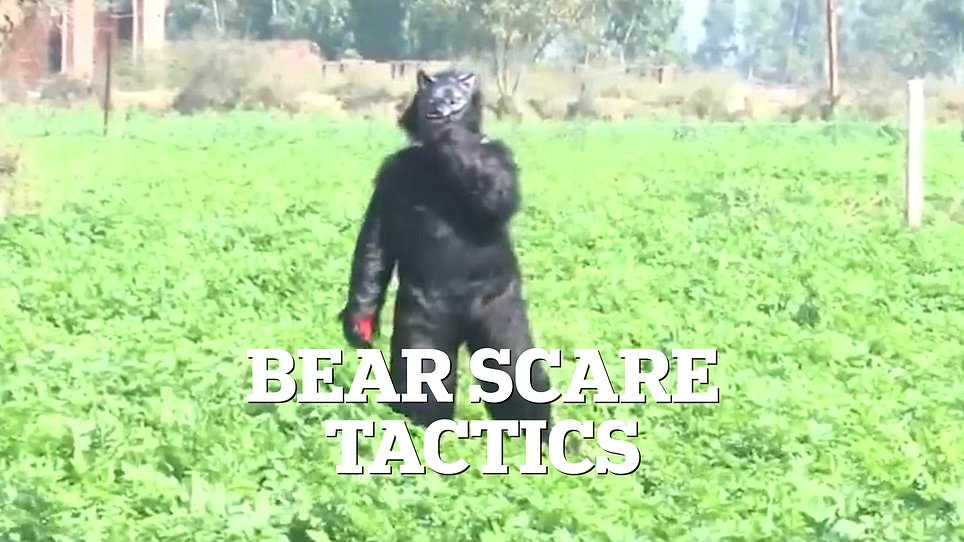 Desperate Farmers in India Dress as Bears to Deter Monkeys Raiding Crops