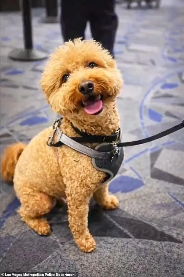 Bench Warrant Issued for Disabled Veteran Over Service Dog Abandonment at Las Vegas Airport Sparks Legal Debate